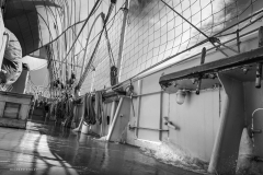 Tall Ship Morgenster, Belem to Den Helder 2025